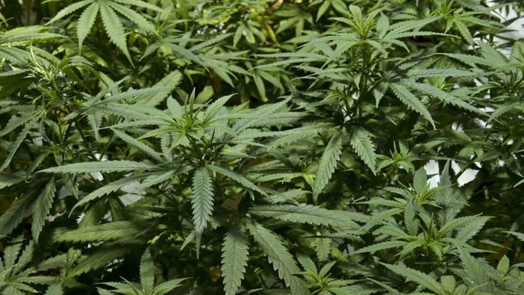 Plus de 230 plants de cannabis saisis à Deux-Montagnes - TVA Nouvelles