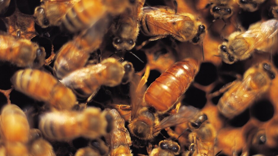 Disparition des abeilles, les humains responsables E60ed80a-1e9d-4e81-aee1-144fc204b038_16x9_WEB